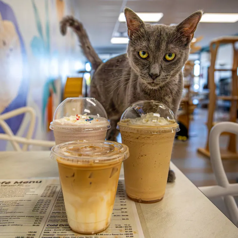 A grey cat behind three frappés