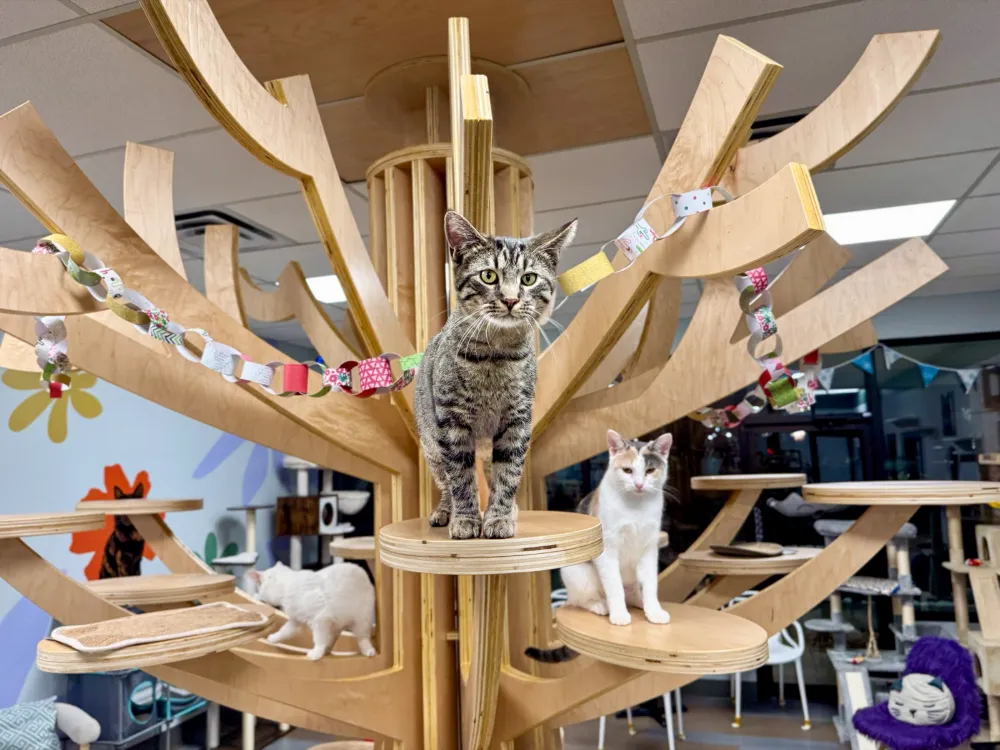 Cats on the big wooden cat tree