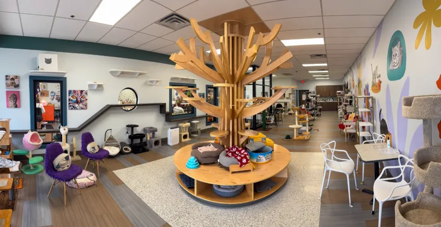 The whole cat lounge, with the big wooden cat tree in the middle
