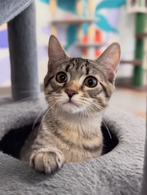 A tabby kitten peeking out of a cat bed